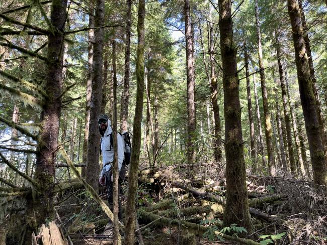 Man standing amoungst fallen trees atop a forested summit 