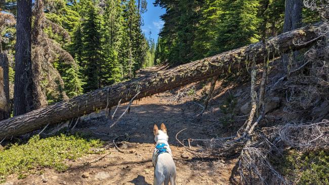 Deadfall tree across the road